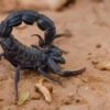 BUY MOROCCAN BLACK THICK-TAILED - Image 2