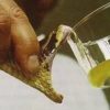 BUY ATHERIS CHLORECHIS VENOM ONLINE