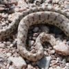 Buy Echis Snake Venom Online