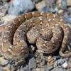 Buy Echis Snake Venom Online