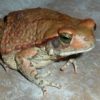 BUY SCHISMADERMA CARENS TOAD VENOM - Image 2